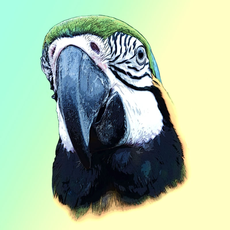 ARARA - ÓLEO - QUADRADO