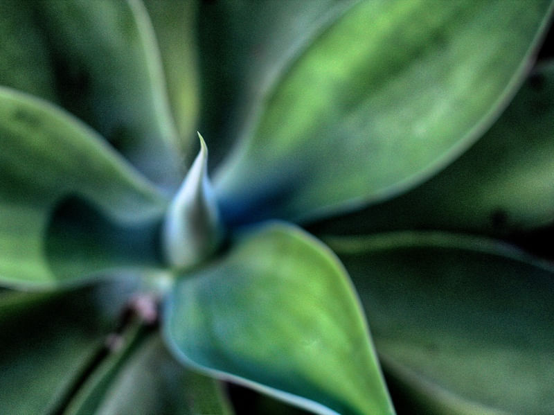 VERDE #21