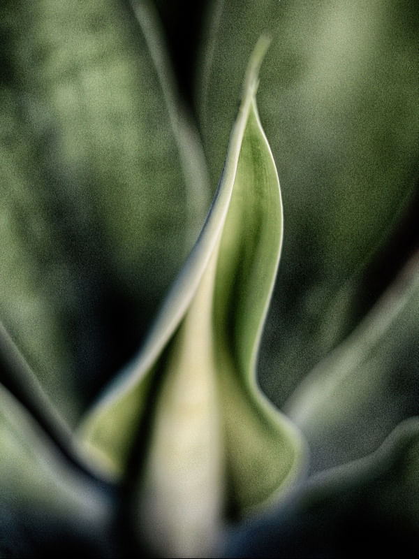 VERDE #23