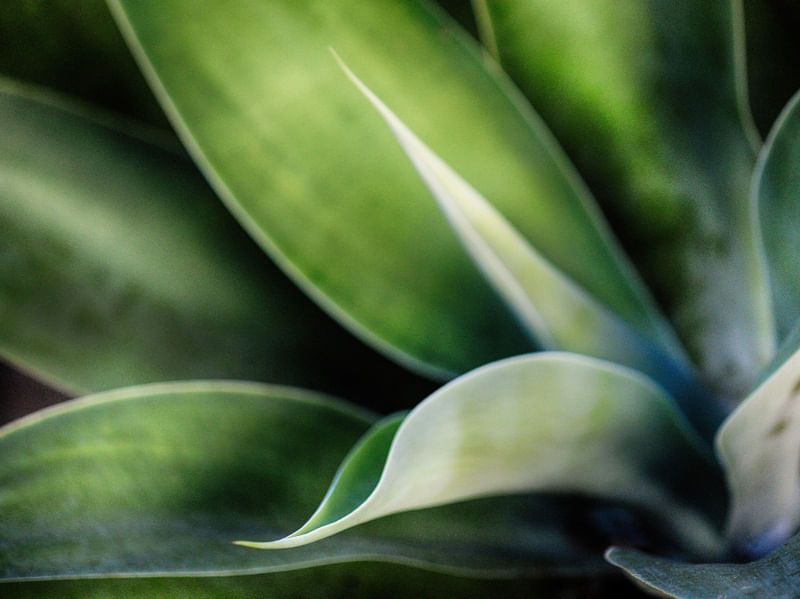 VERDE #19