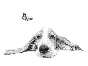 BASSEY BASSET