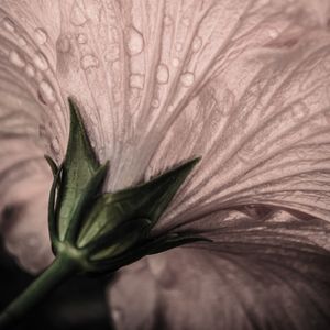 FLOR DE HIBISCO ORVALHADA