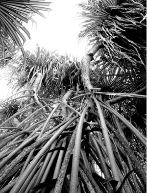 RAICES