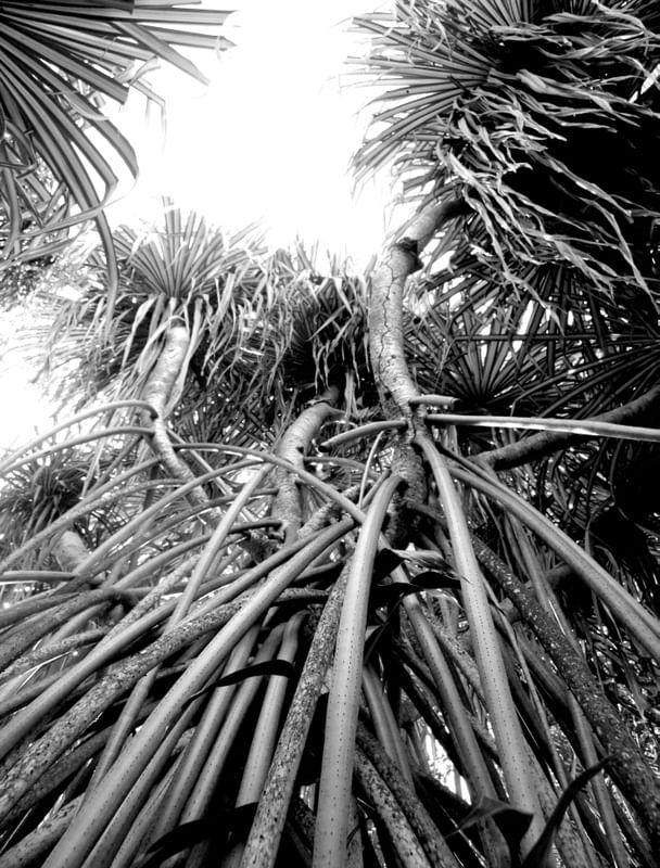 RAICES
