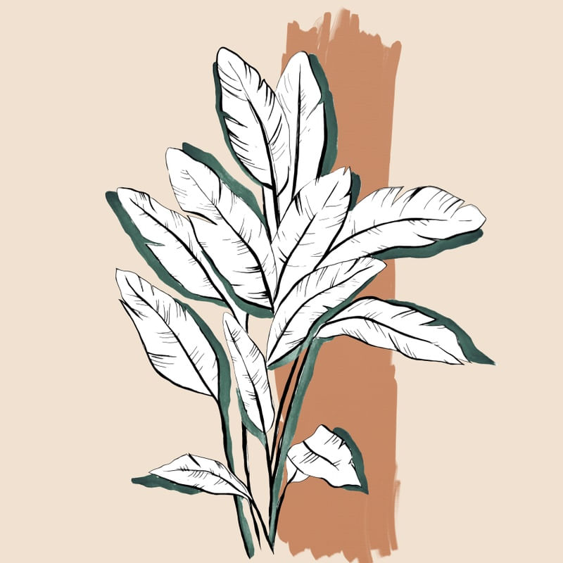 BANANEIRA MINIMALISTA QUADRADO