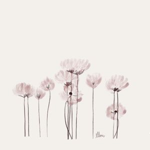 A DELICADEZA