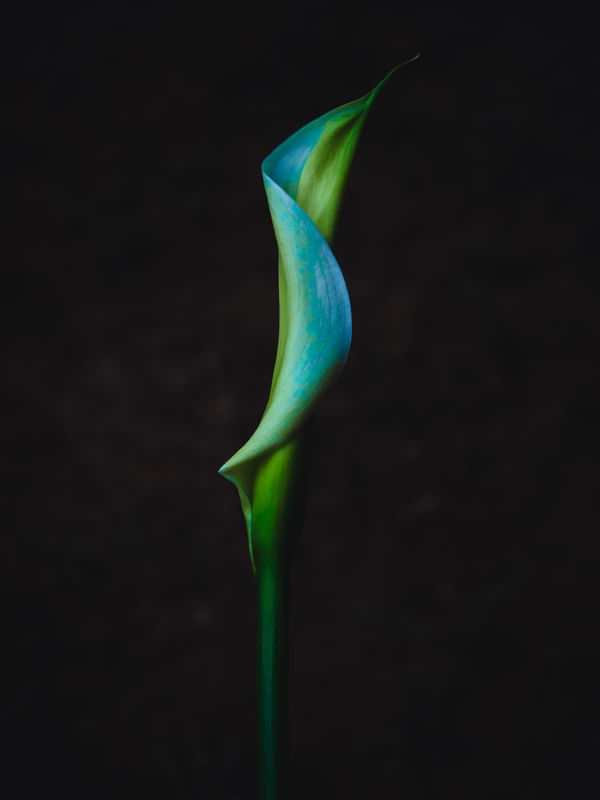 FLOR COPO DE LEITE EM BOTÃO