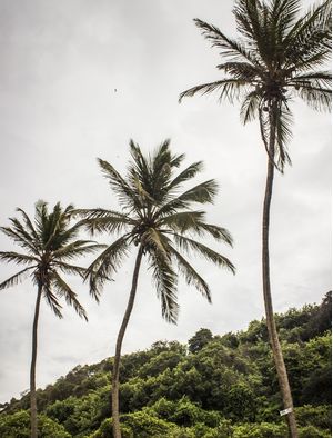 3 COQUEIROS - PRAIA DO AMOR