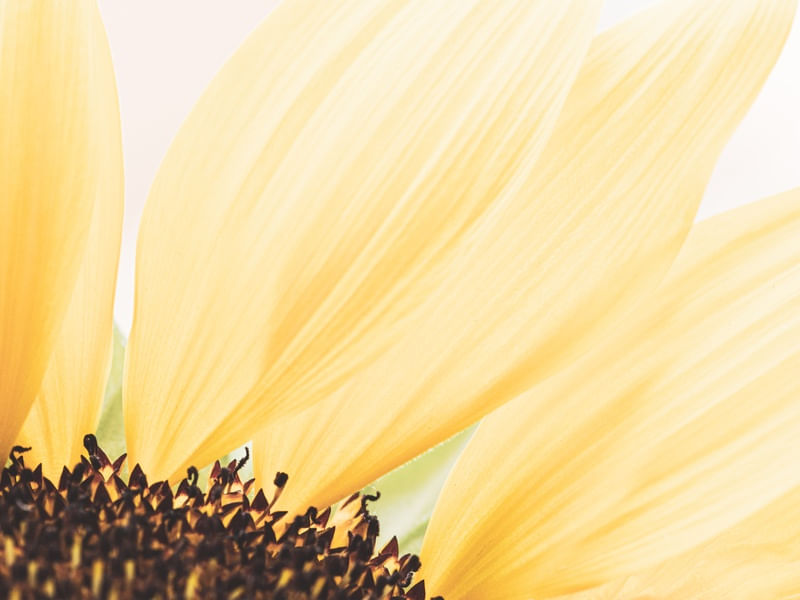 YELLOW BEAUTY