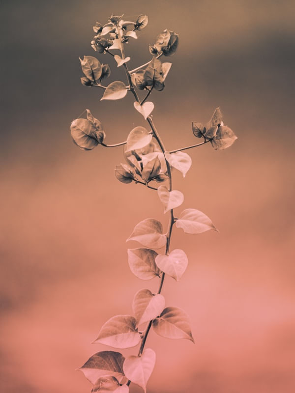 PRIMAVERA DEGRADE