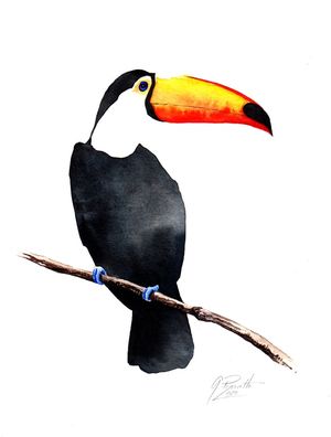 TOUCAN TOCO