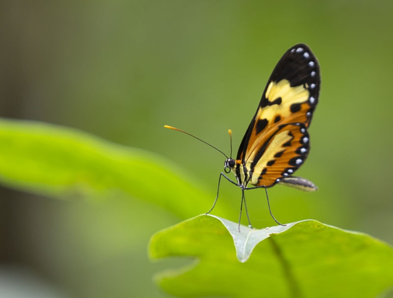 LEVEZA DE UMA BORBOLETA