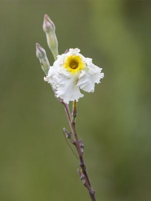 SOLITÁRIA AMARELA