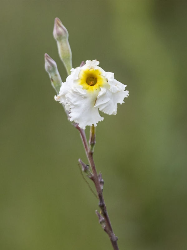 SOLITÁRIA AMARELA