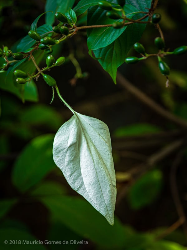 FOLHAS BRANCA E VERDE