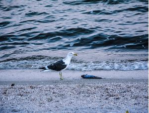 GAIVOTA E O PEIXE