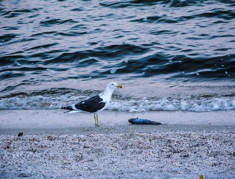GAIVOTA E O PEIXE