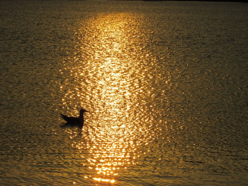 FIM DE TARDE DOURADO