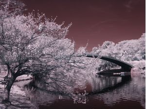 RUBY BRIDGE