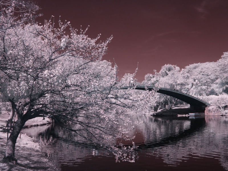 RUBY BRIDGE