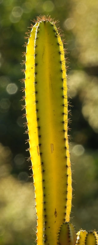 UM PEDAÇO DA NATUREZA 05