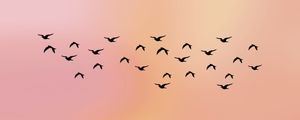 SKY AND BIRDS