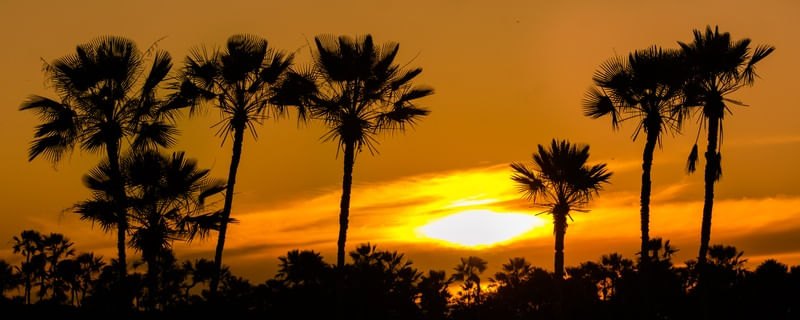 CARNAÚBAS AO PÔ-DO-SOL
