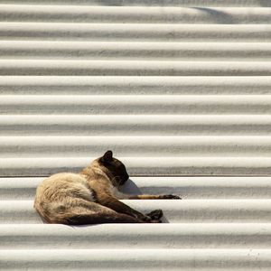 GATO DORMINDO NO TELHADO - QUADRADA