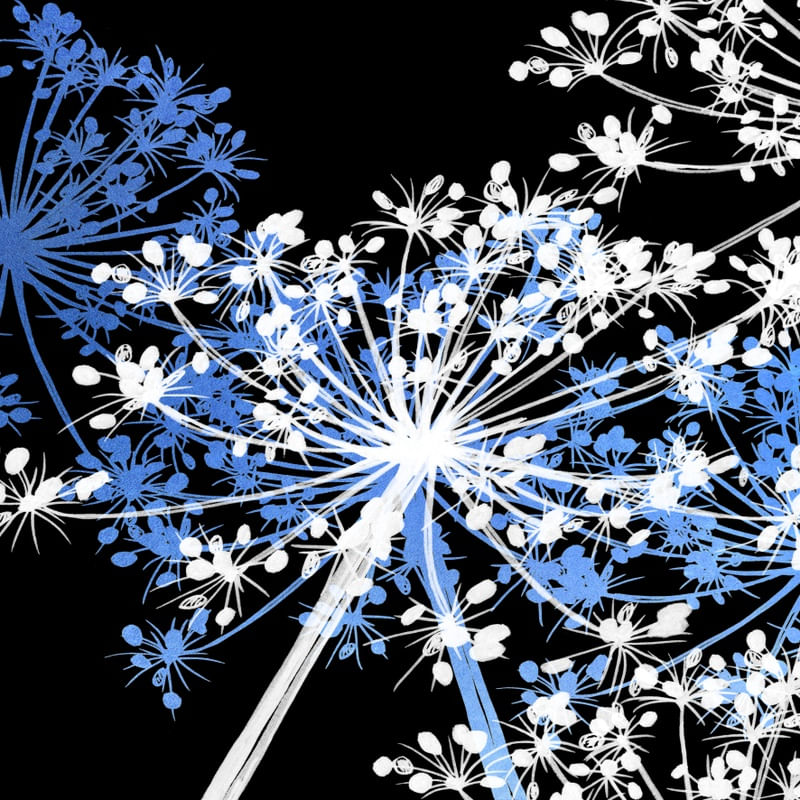 COW'S PARSLEY MULTI 5, AZUL PRETO BRANCO QUADRADO