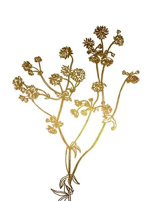 ASTRANTIA, OURO FLORAIS SKETCH MINIMALISTA ILUSTRAÇÃO