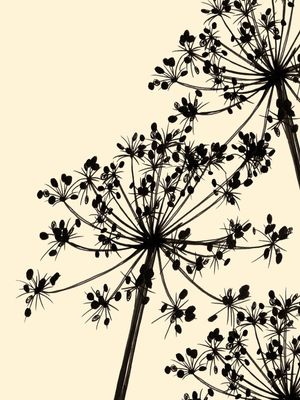 COW'S PARSLEY 1, BEGE FLORAIS MINIMALISTA SKETCH