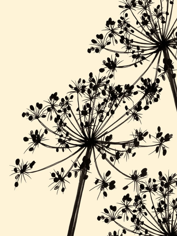 COW'S PARSLEY 1, BEGE FLORAIS MINIMALISTA SKETCH