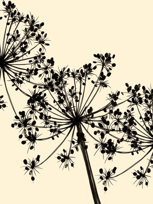 COW'S PARSLEY 2, BEGE FLORAIS MINIMALISTA SKETCH