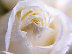 ROSA BRANCA - MACRO