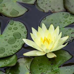 FLOR DE LÓTUS AMARELA - QUADRADA