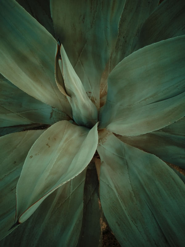 PLANTA VERDE ESCURO