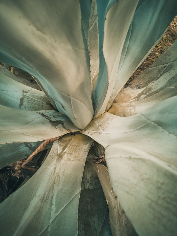 DETALHE CACTO VERDE