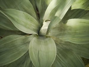CACTOS FOLHA VERDE