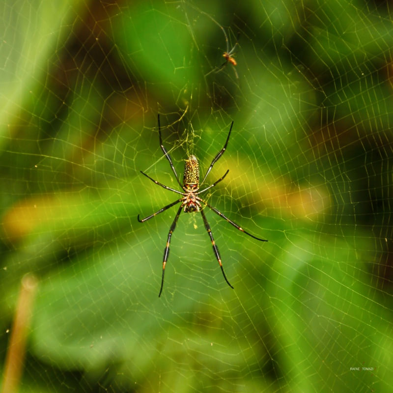 ARANHA E SEU LANCHE NA TEIA