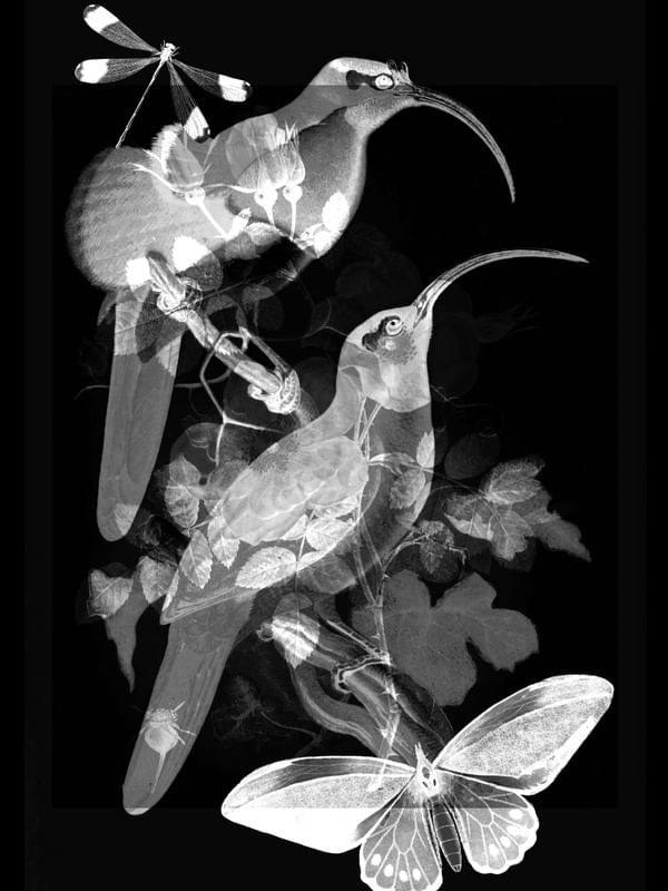 FLORA 155