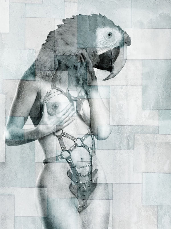CITY OF BIRDS 71
