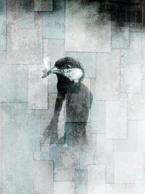 CITY OF BIRDS 75