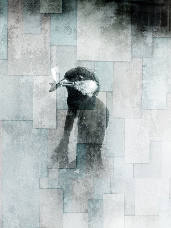 CITY OF BIRDS 75