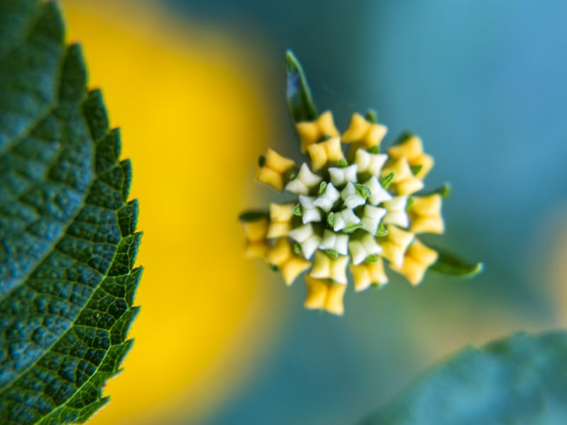 BRASILEIRINHA - MACRO