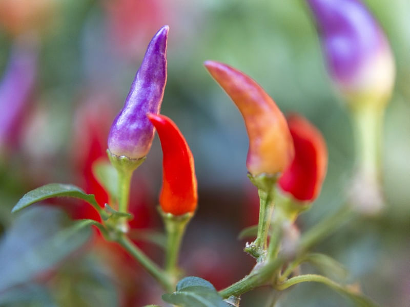 PEPPERS - MACRO