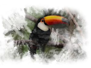 TUCANO NA SELVA