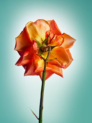 FLOWER IN ORANGE