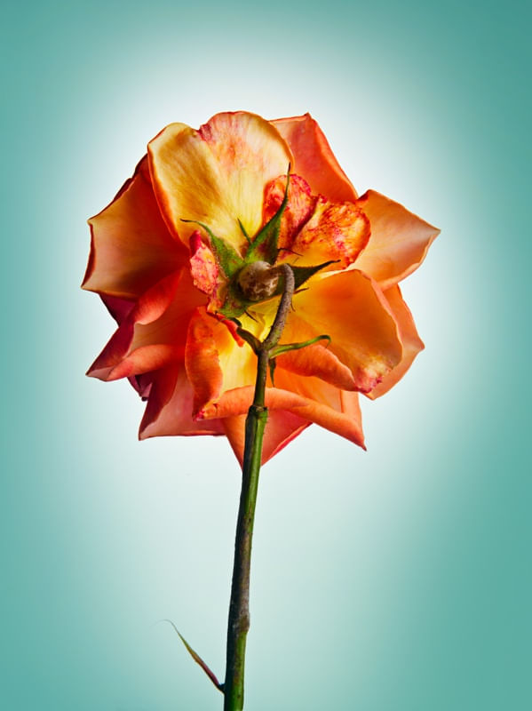 FLOWER IN ORANGE