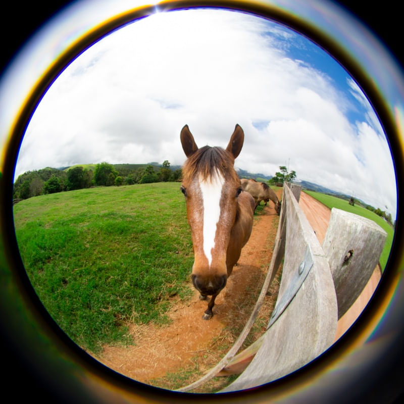 CAVALOS AO CÉU