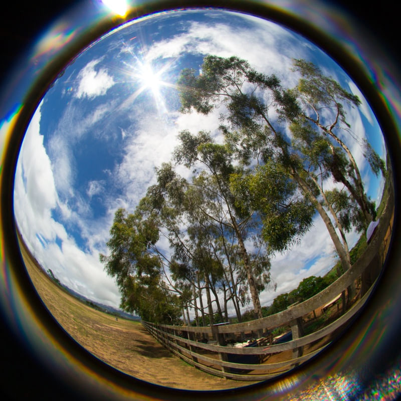 ÁRVORES AO CÉU